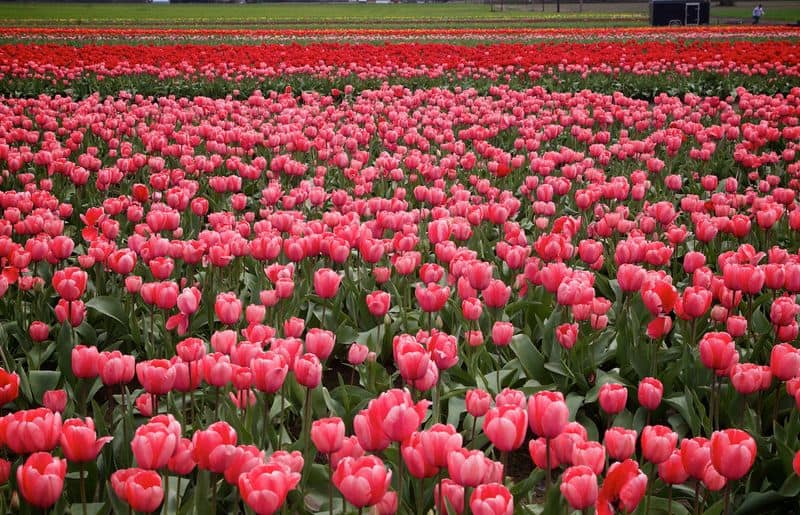 VanderZanden Farms, Hillsboro, Oregon