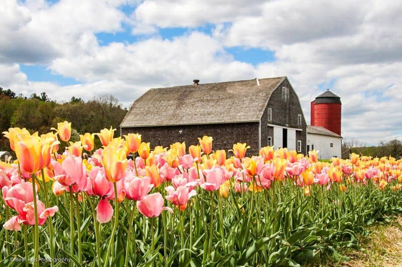 Wicked Tulips Flower Farm, Exeter, Rhode Island