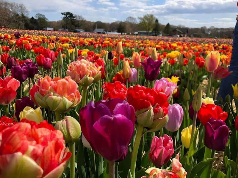 Golden Hour Tulips, Lakeville, Massachusetts