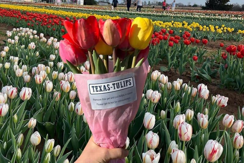 Texas Tulips, Pilot Point, Texas