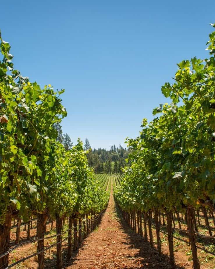 Sip and Stroll Through Napa Valley's Wine Country