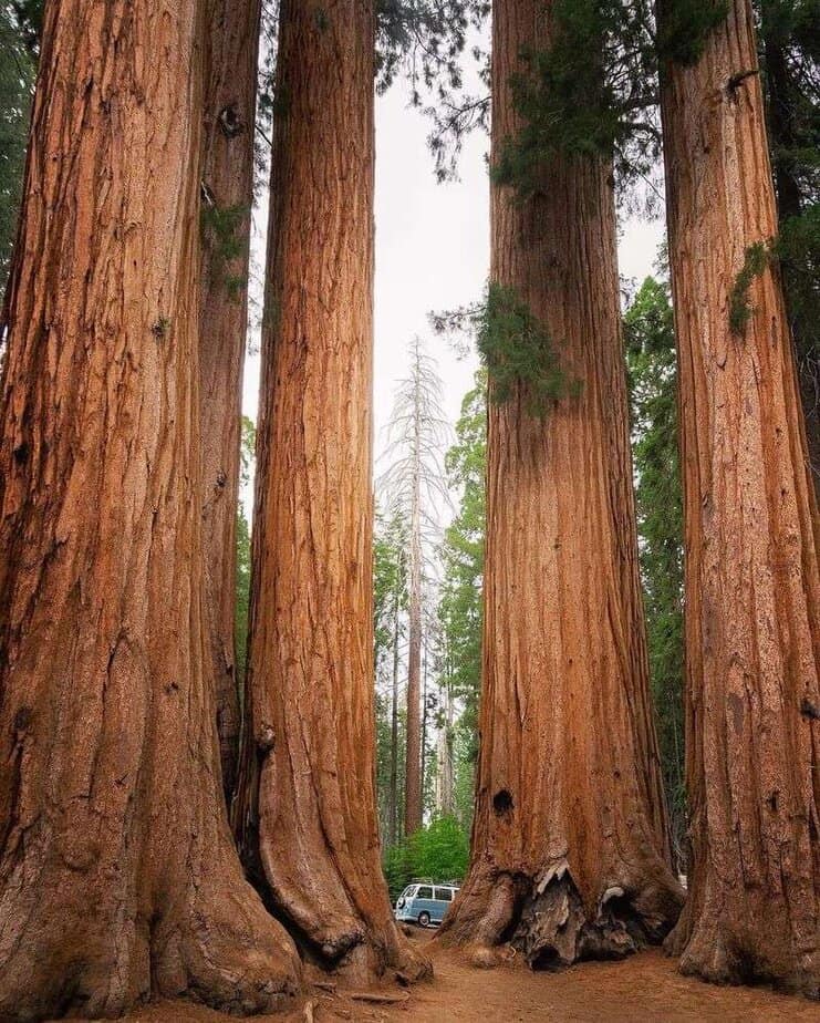Marvel at the Giants in Yosemite or Sequoia National Park