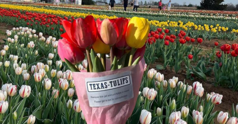 10 Stunning Tulip Farms in the U.S. That Feel Like a Fairytale