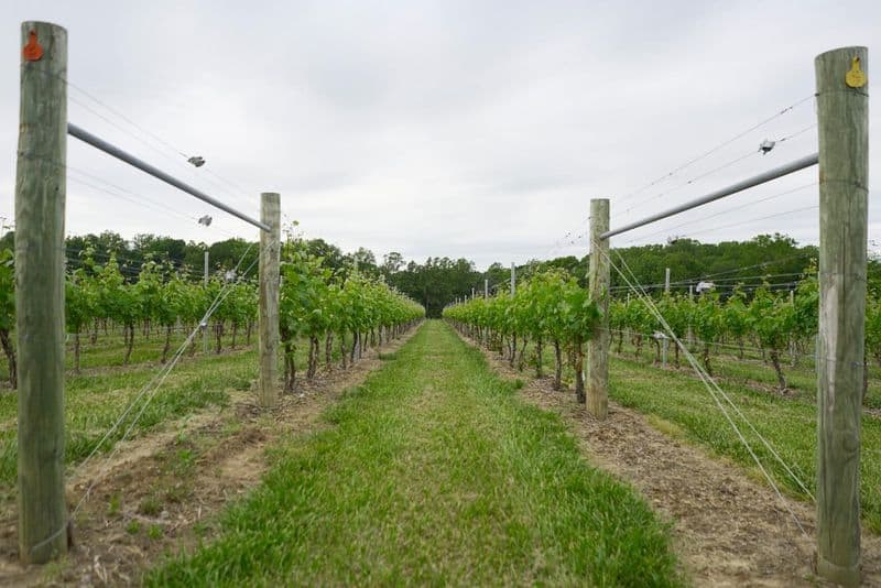Brandywine Valley Wine Trail