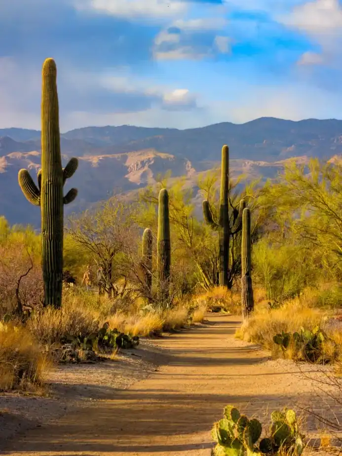 Saguaro National Park – Tucson Mountain District, AZ