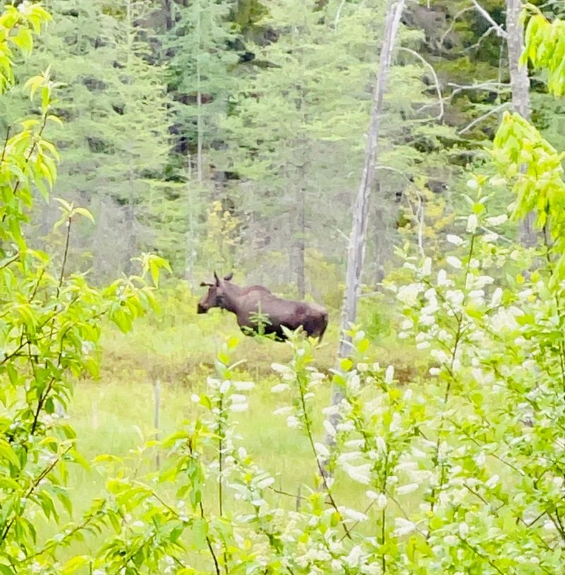 12 Adirondacks Activities That Showcase New York's Wild Side Go Moose or Black Bear Watching