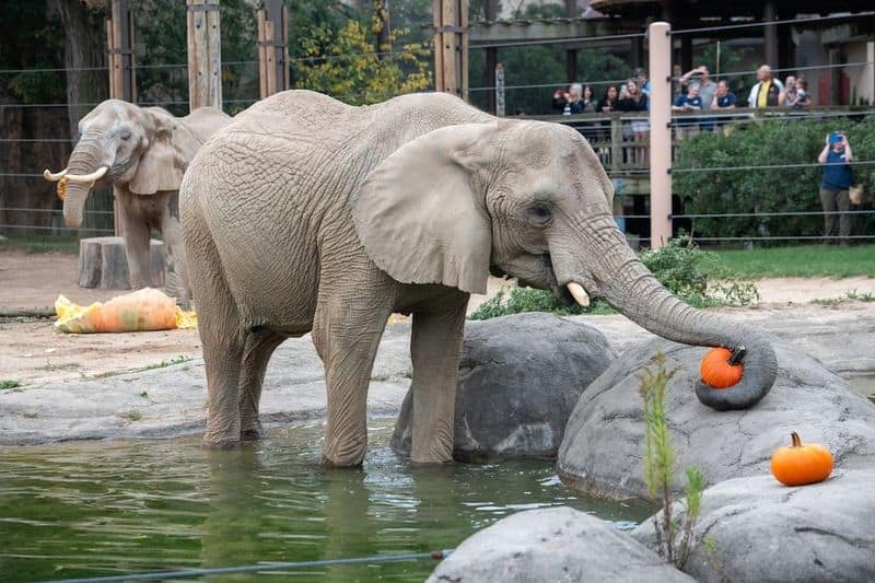 See the Animals at Cleveland Metroparks Zoo