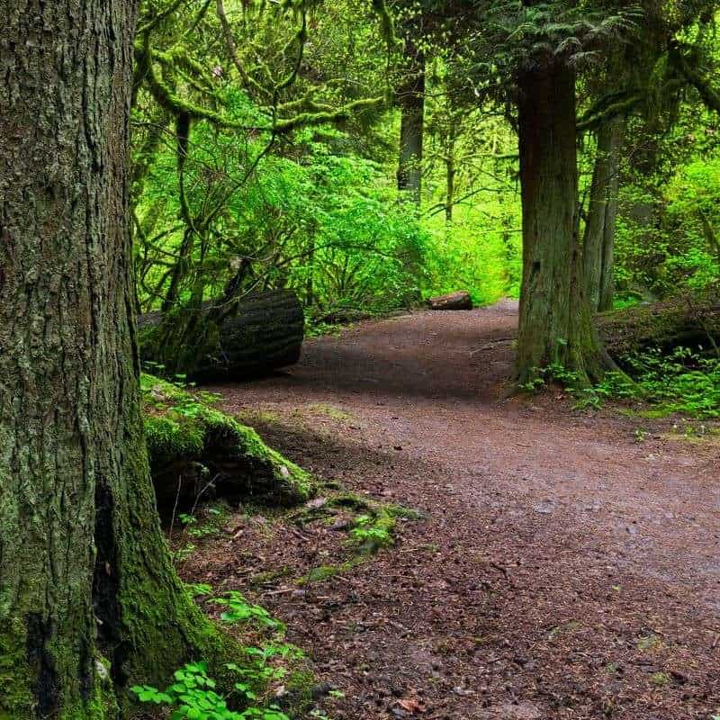 Hike Through Forest Park