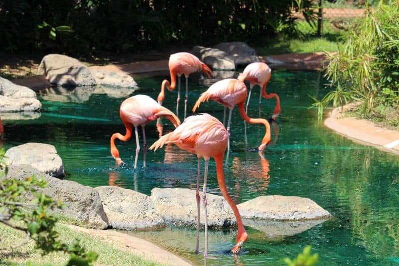 Experience Wildlife at Honolulu Zoo