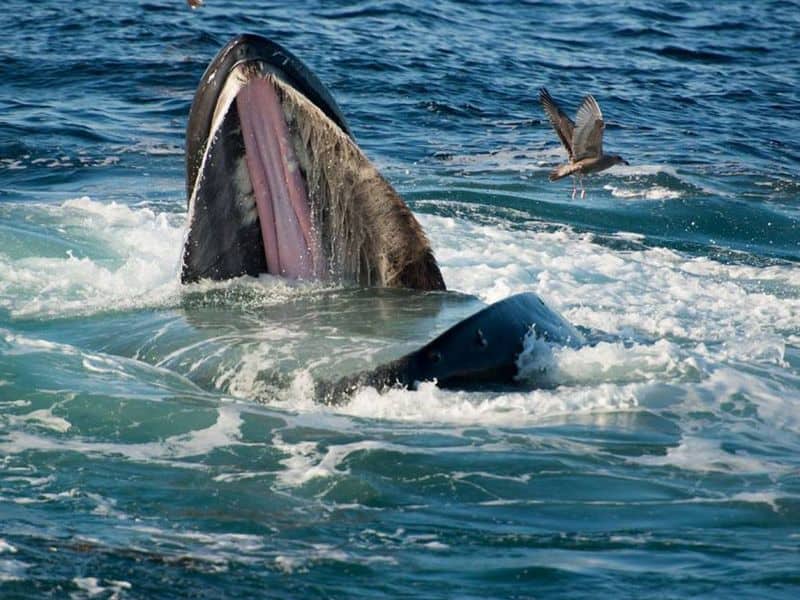 Take a whale watching tour