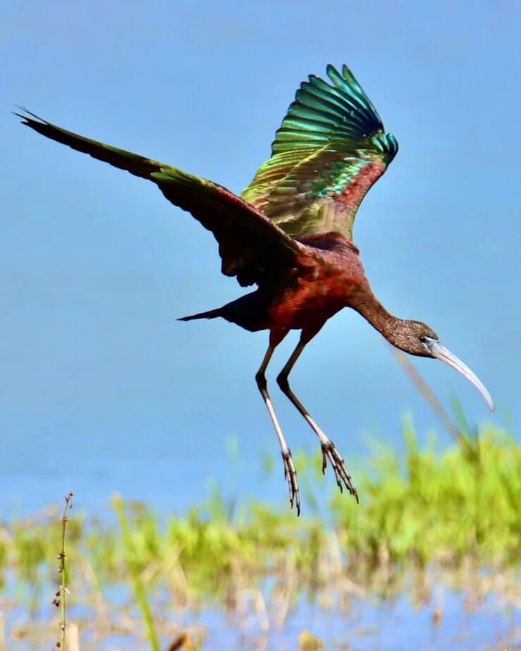 Learn About Birds at the Cape May Bird Observatory