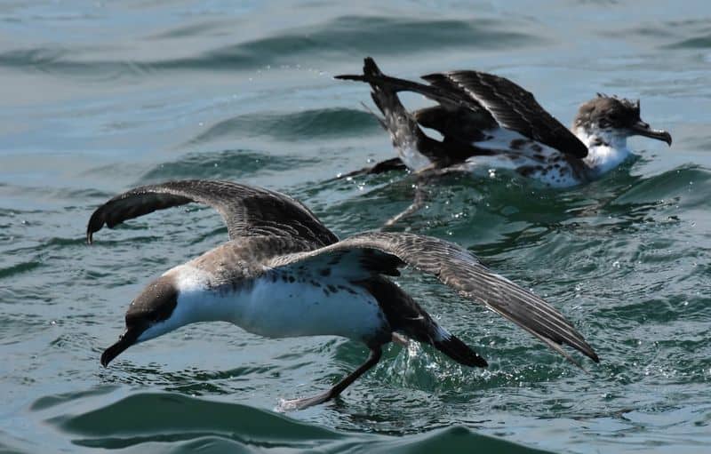 Watch Wildlife Tours