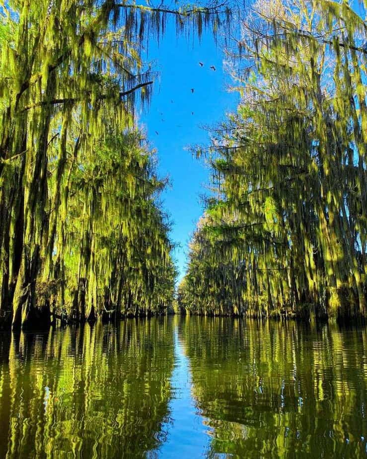 Caddo Lake