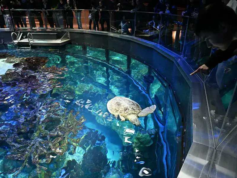 Check Out New England Aquarium