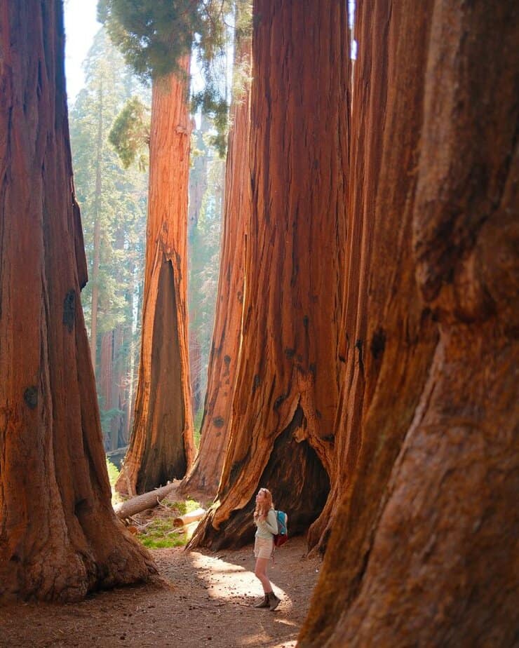 Better Alternative: Sequoia & Kings Canyon National Parks