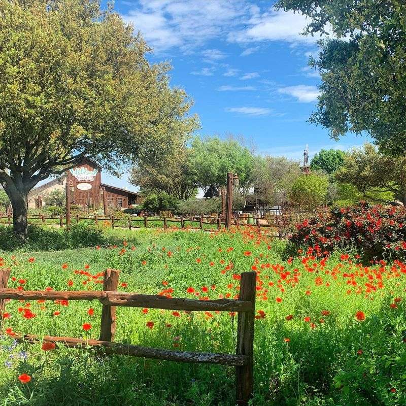 Wander Through Wildseed Farms