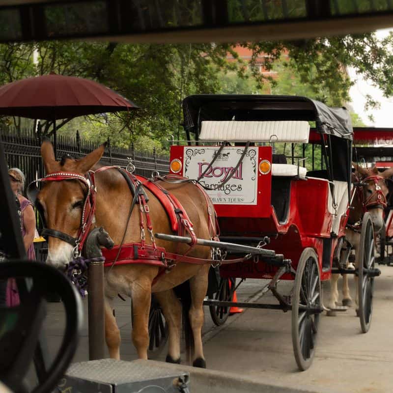 Overhyped: Bourbon Street Carriage Rides