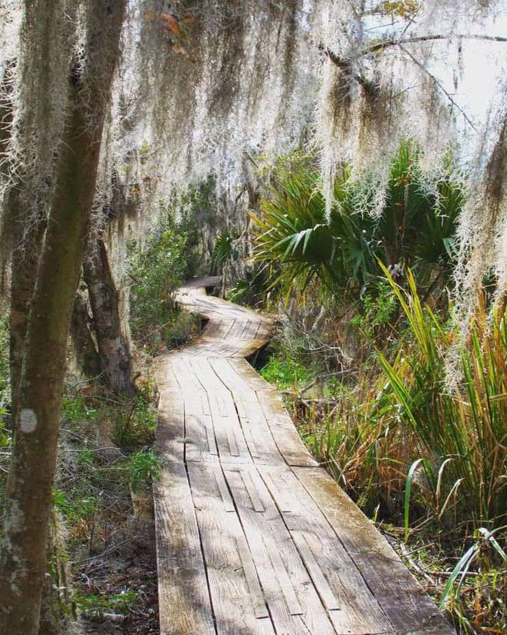 Underrated: Self-Guided Hikes in Jean Lafitte National Park