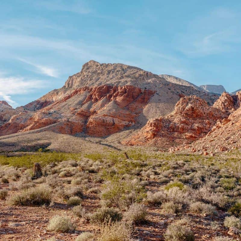 Watch Wildlife in the Mojave Desert