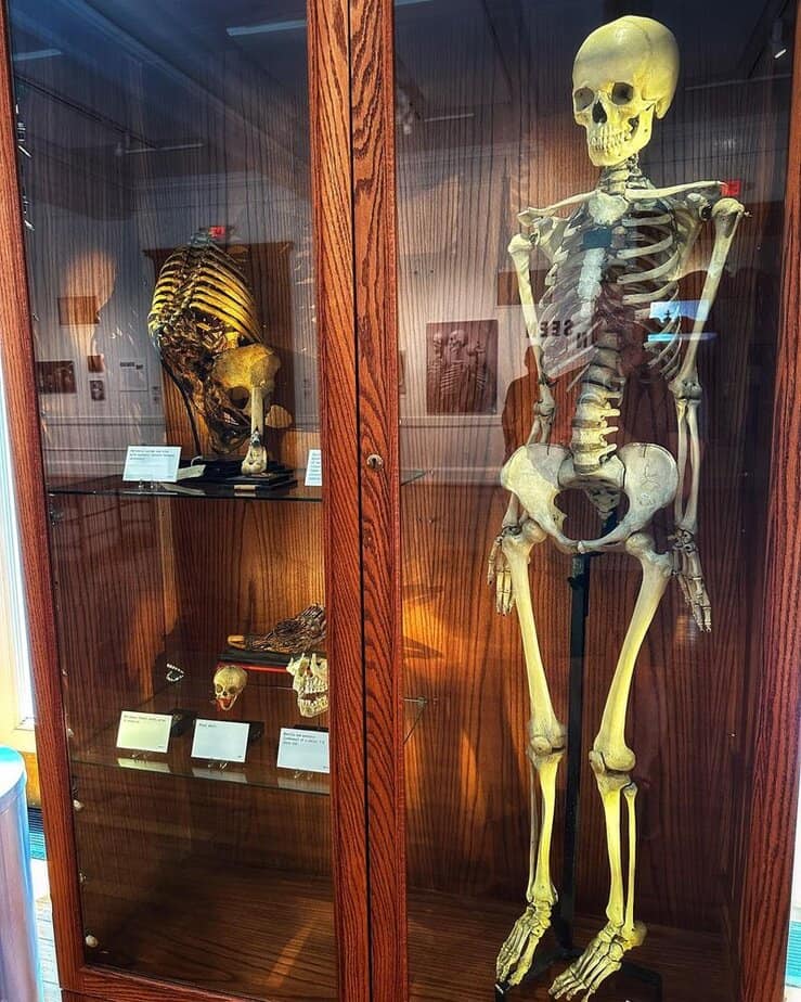 Mütter Museum – Philadelphia