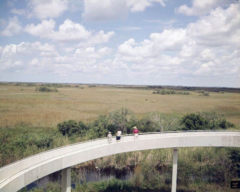 9 Must-Do Adventures in the Florida Everglades Wildlife Watching at Shark Valley