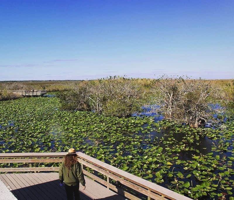 9 Must-Do Adventures in the Florida Everglades Hiking the Anhinga Trail