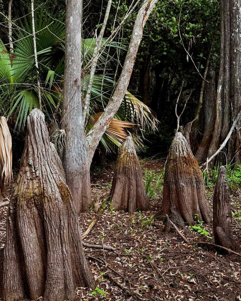 9 Must-Do Adventures in the Florida Everglades Visiting the Big Cypress National Preserve