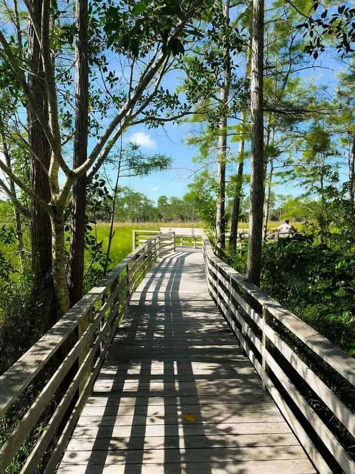 9 Must-Do Adventures in the Florida Everglades Birdwatching at the Corkscrew Swamp Sanctuary