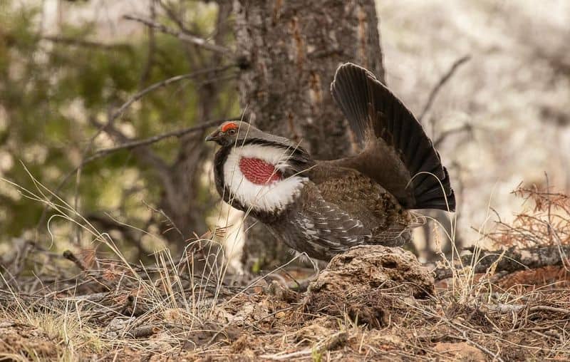 Spot Wildlife Along the Trails