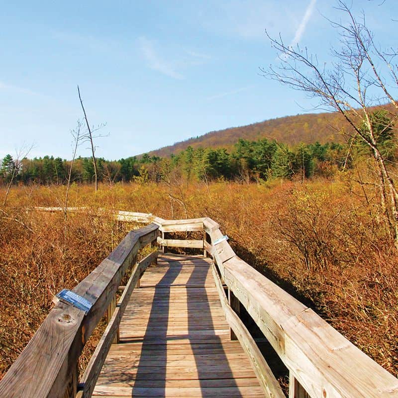 Sun, Sand, and Strolls: 10 Can’t-Miss Connecticut Boardwalks Simsbury Land Trust Bog Boardwalk, Simsbury