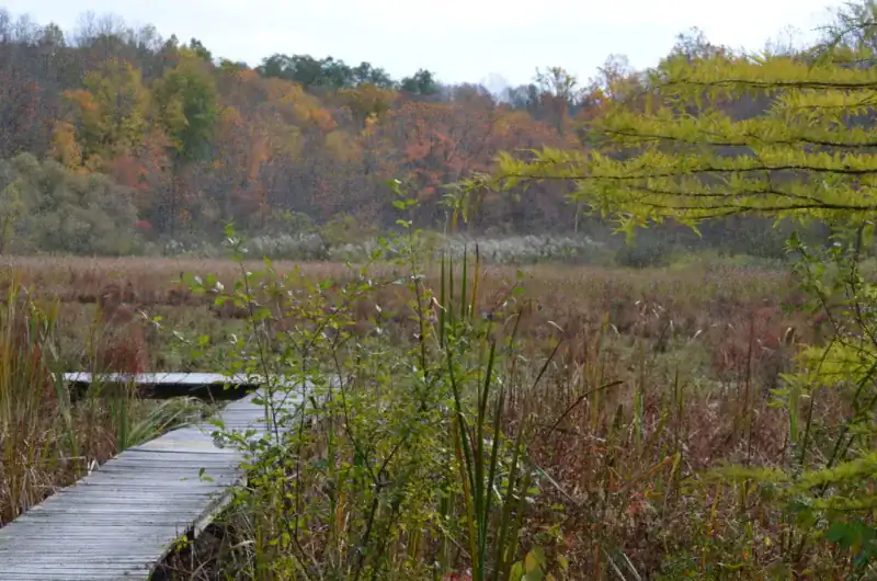 Sun, Sand, and Strolls: 10 Can’t-Miss Connecticut Boardwalks The Garden of Ideas Boardwalk, Ridgefield