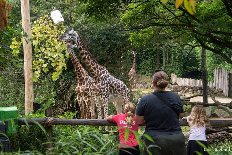 Meet Amazing Animals at Cincinnati Zoo and Botanical Garden