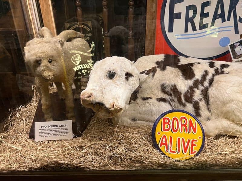 Visit the Museum of the Weird