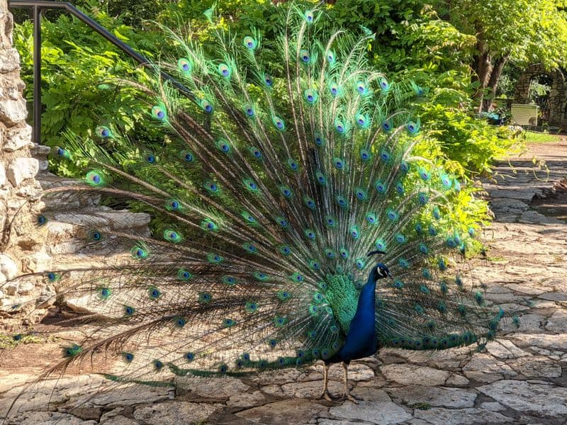 10 Austin Hiking Trails You’ll Want to Explore Again and Again Mayfield Park Nature Trail