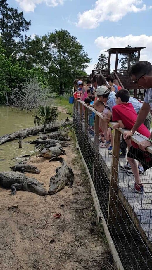 10 Best Things to Do in Beaumont, Texas Gator Country Adventure Park