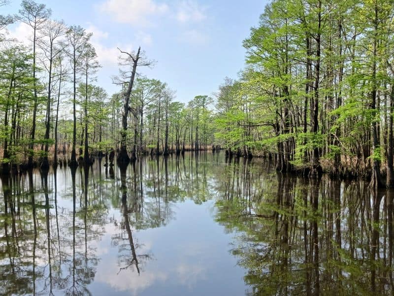 10 Best Things to Do in Beaumont, Texas Big Thicket National Preserve Tours