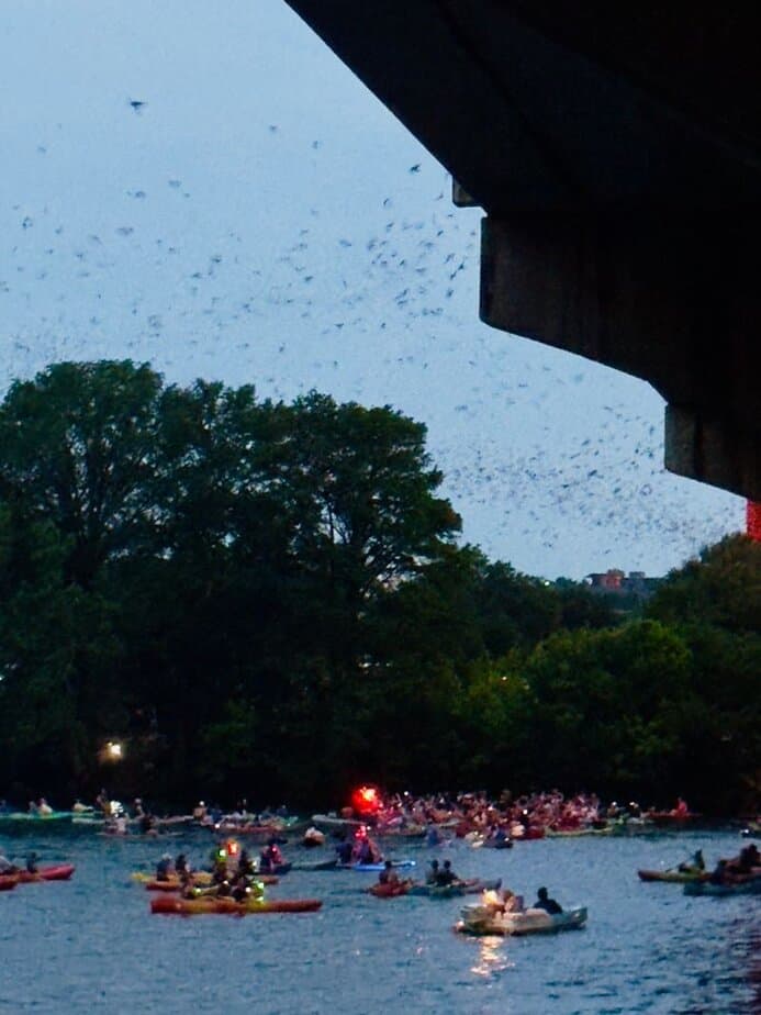 12 Free & Fun Things to Do in Austin, TX Watch the Congress Avenue Bridge Bats at Sunset