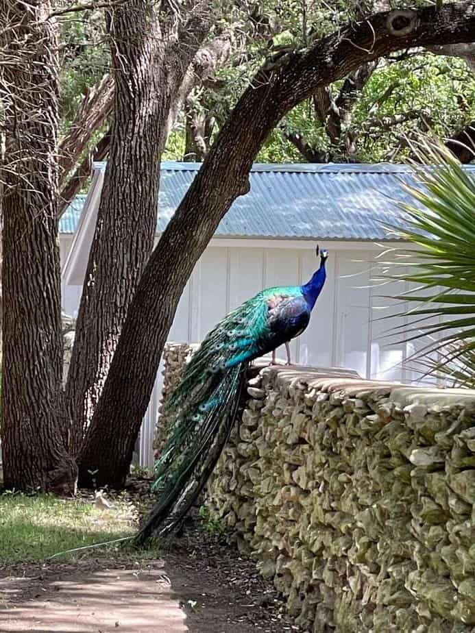 12 Free & Fun Things to Do in Austin, TX See Peafowl at Mayfield Park & Nature Preserve