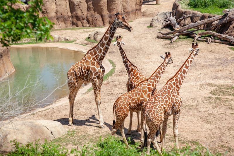 13 Dallas Attractions That Make Family Trips Unforgettable Dallas Zoo