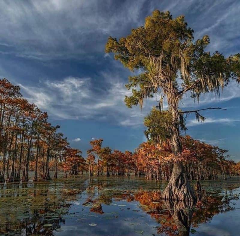8 Hidden Corners of Texas Worth Discovering Caddo Lake (Karnack)