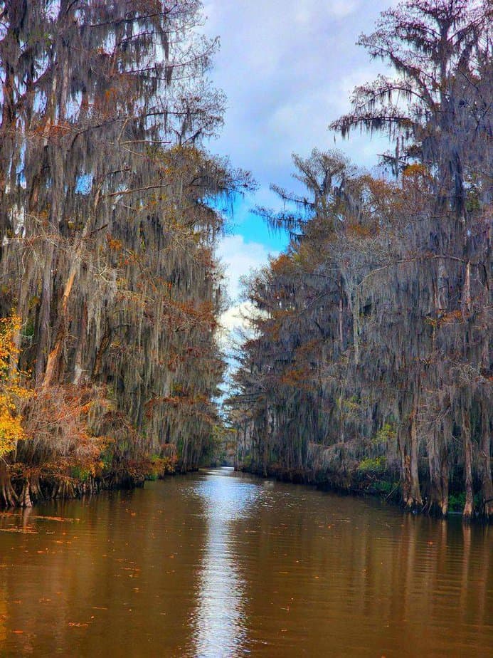 Caddo Lake & Bayous (Karnack)