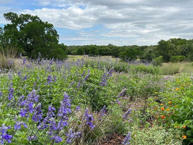 Lady Bird Johnson Wildflower Center (Austin)