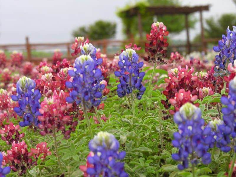 Wildseed Farms (Fredericksburg)