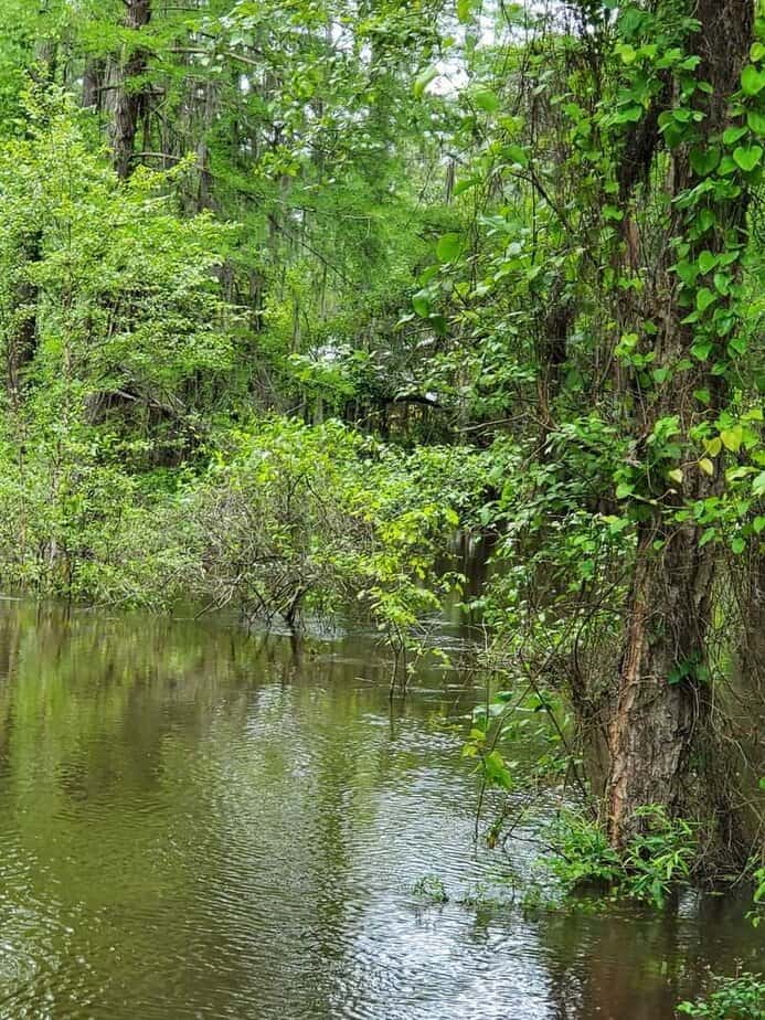 9 Texas Places Locals Love but Pretend They Don’t Uncertain, Texas (near Caddo Lake)