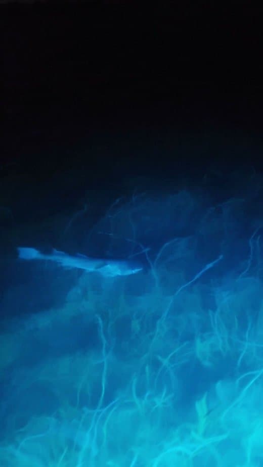 Wildlife Highlights Under the Glow