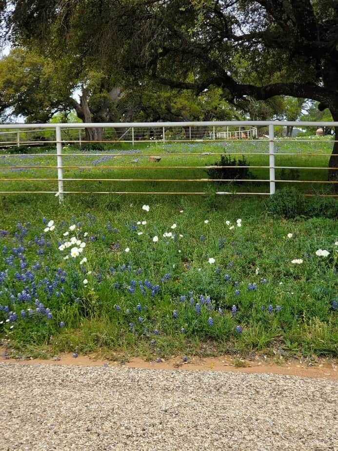 Willow City Loop (Hill Country)