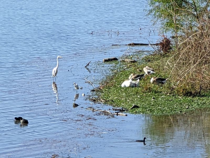 Even If You Don’t Kayak, This Texas Sunset Tour Is a Must-See Wildlife Moments Without Getting Wet