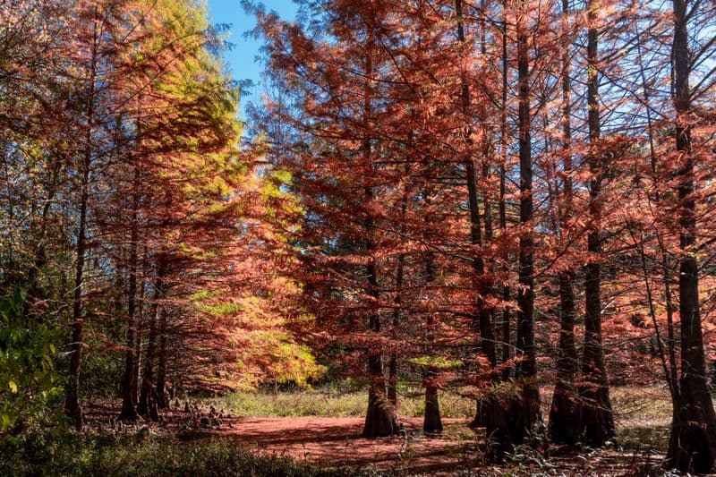 Easygoing Trails Through Piney Woods