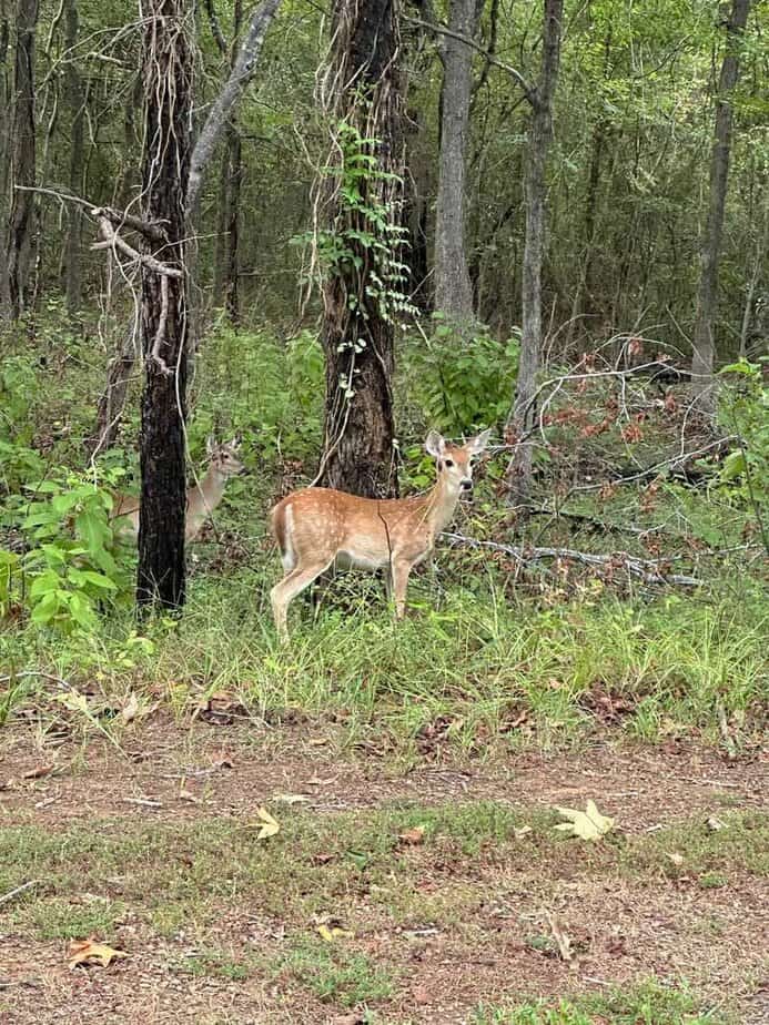 Wildlife Watching And Birding Moments