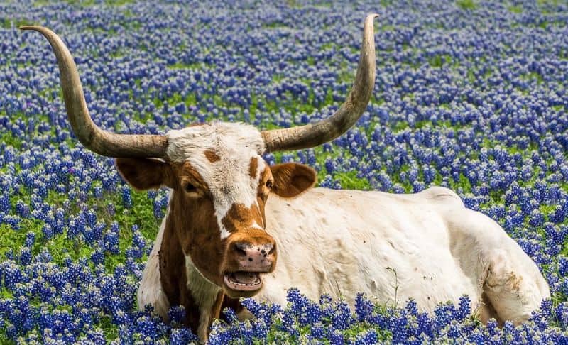 Bluebonnet Fields & Scenic Drives (Central Texas)